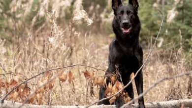 Black German Shepherd