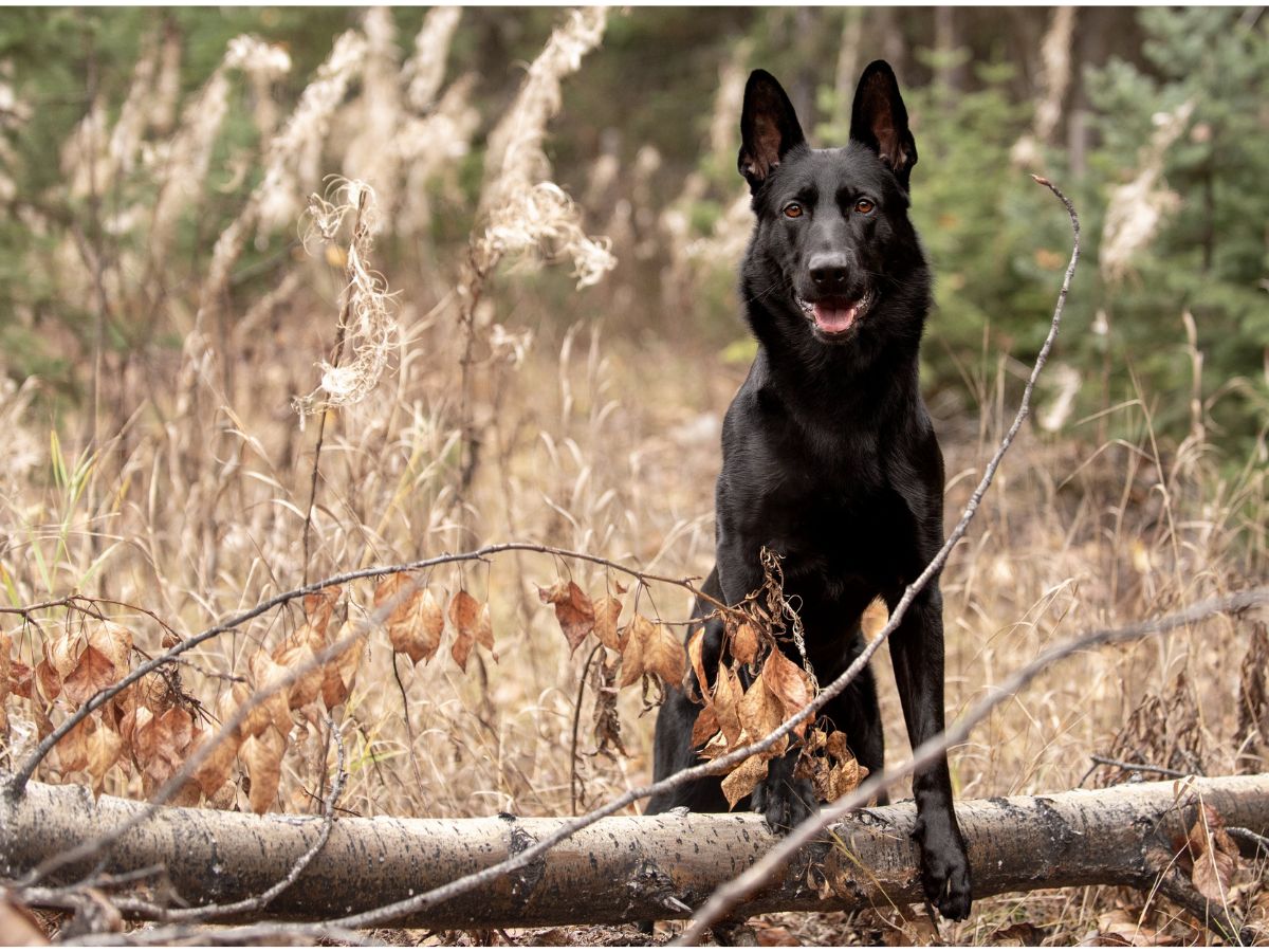 Black German Shepherd