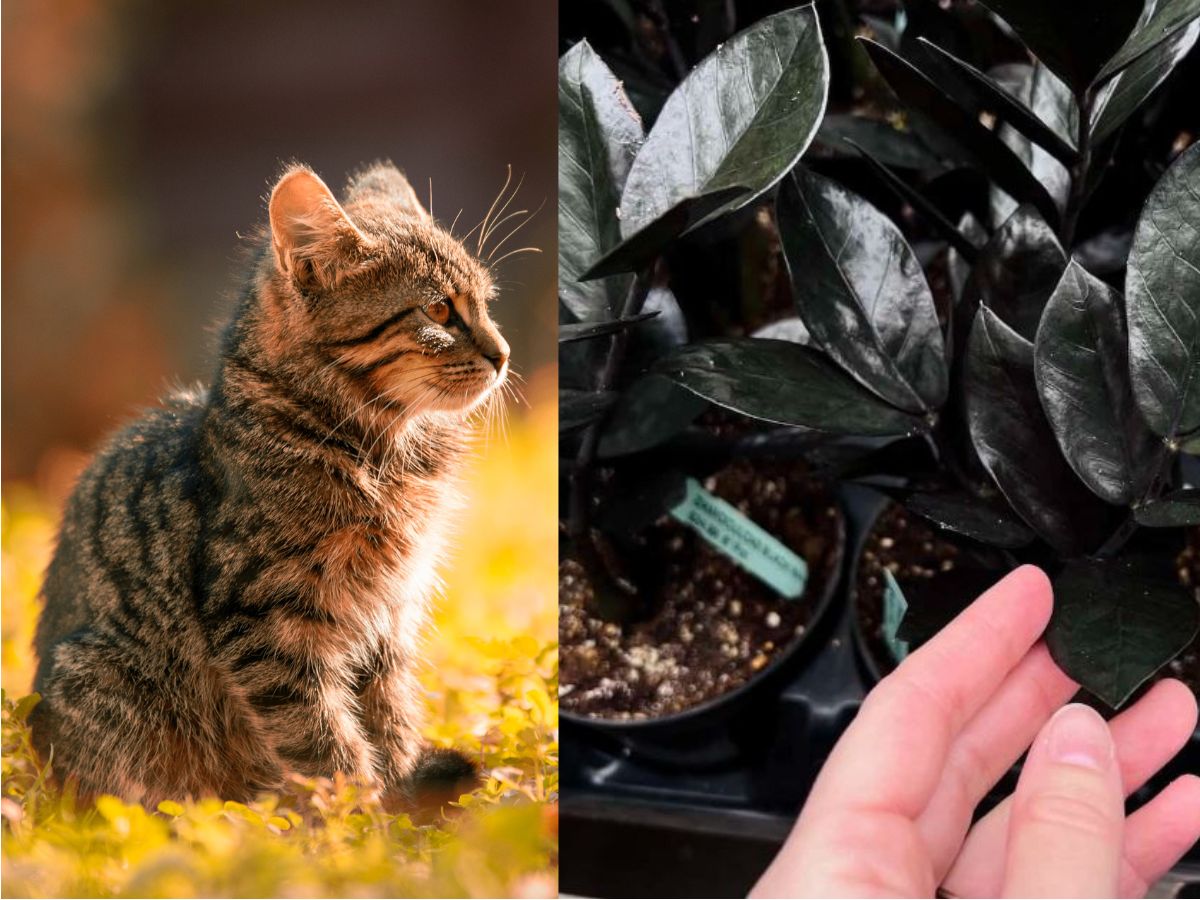 Is ZZ Plant Toxic To Cats