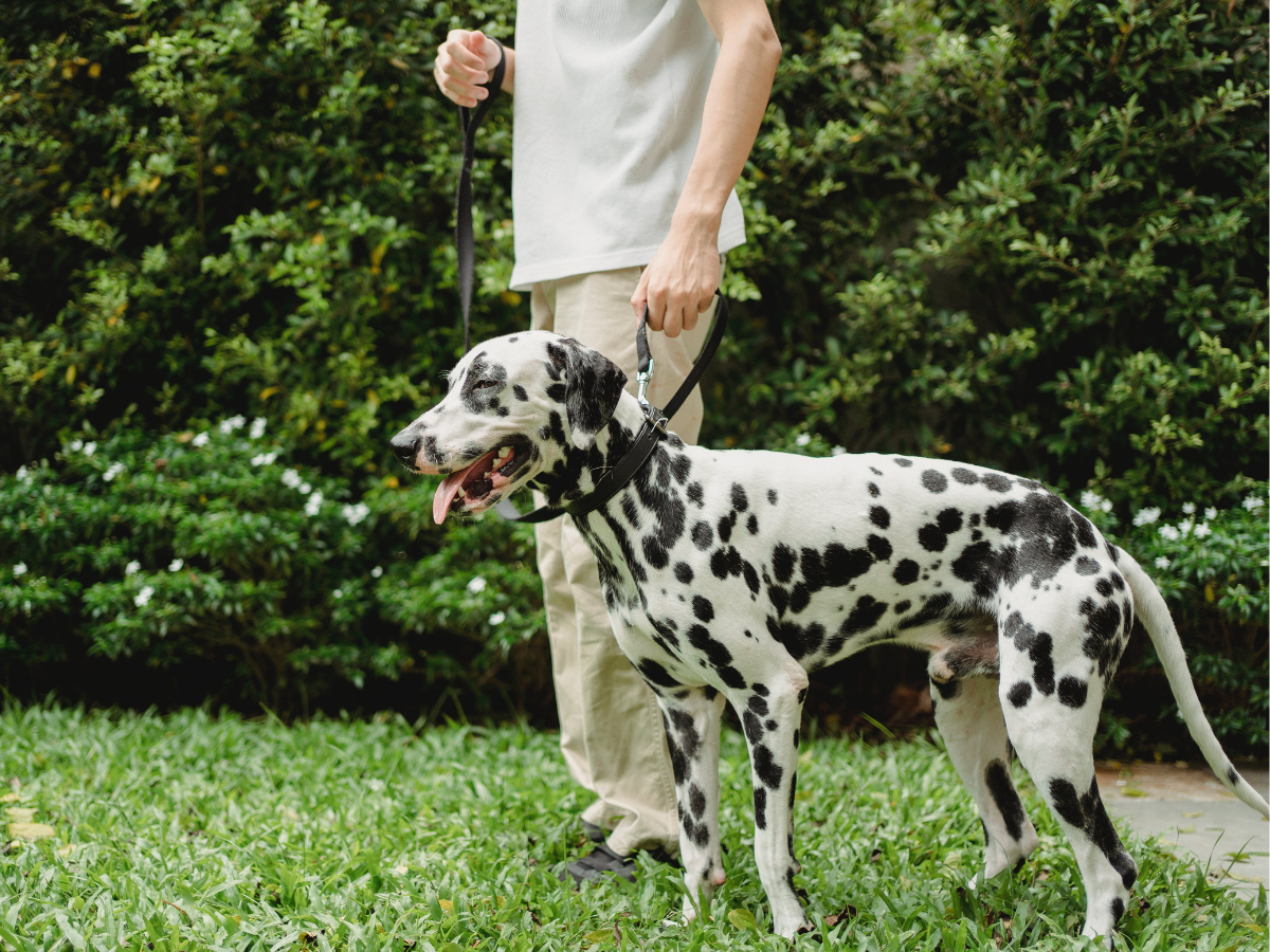 How to Strengthen Old Dogs Hind Legs?