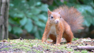 Formby Red Squirrel Reserve