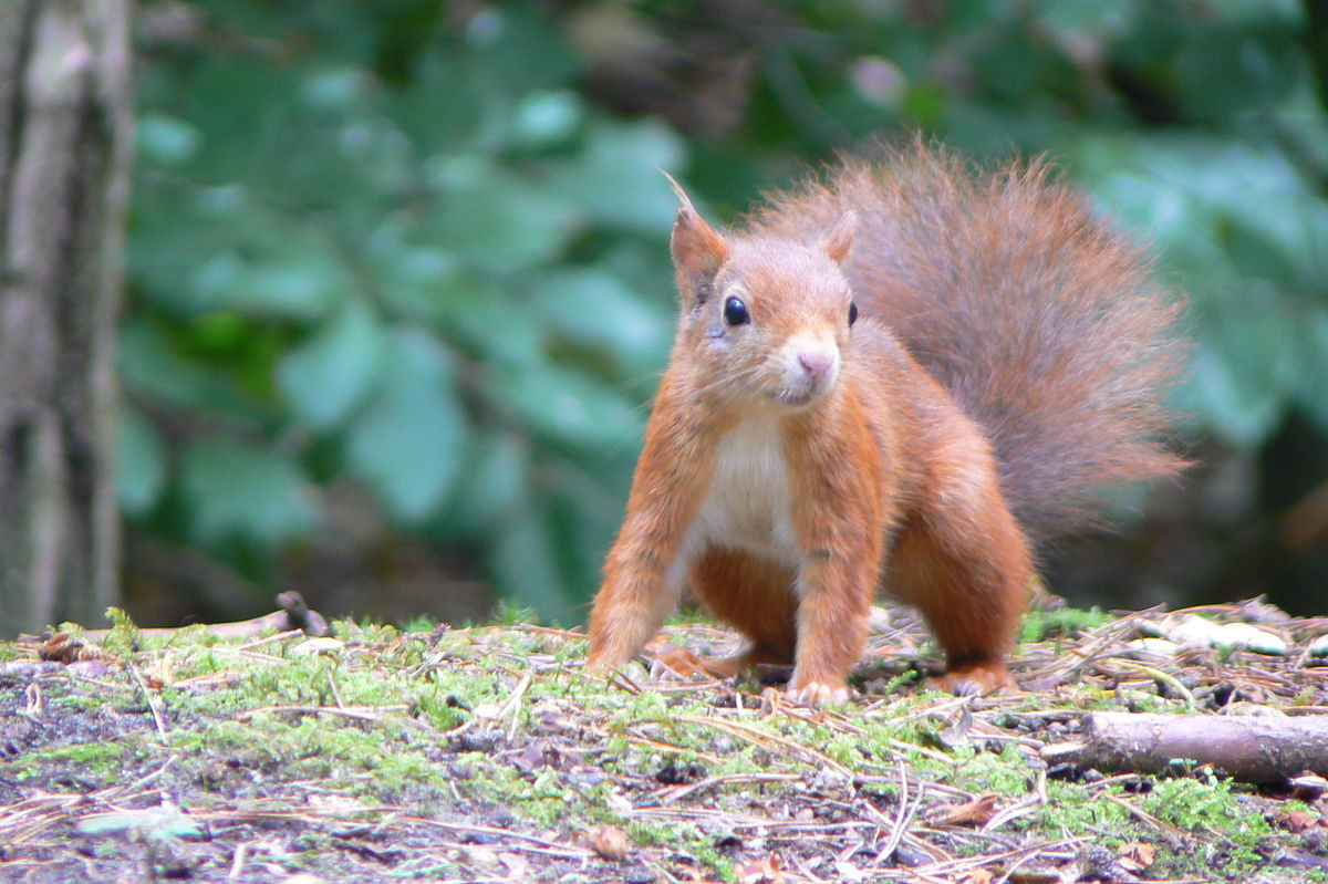 Formby Red Squirrel Reserve