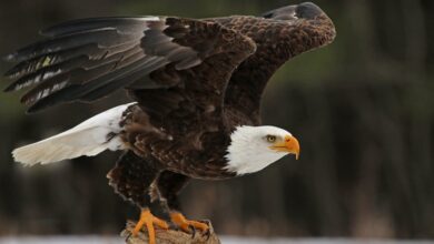 The Hancock Bird: A Symbol of Avian Beauty and Conservation