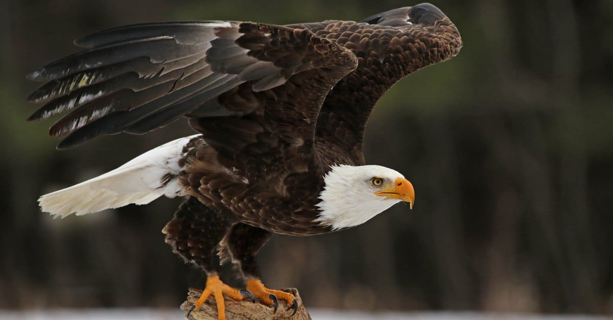 The Hancock Bird: A Symbol of Avian Beauty and Conservation