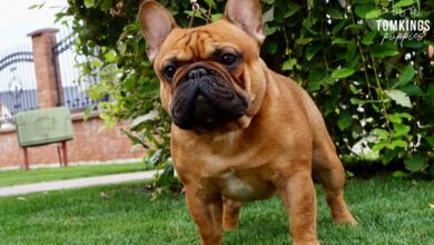 French Bulldog Stud Fee