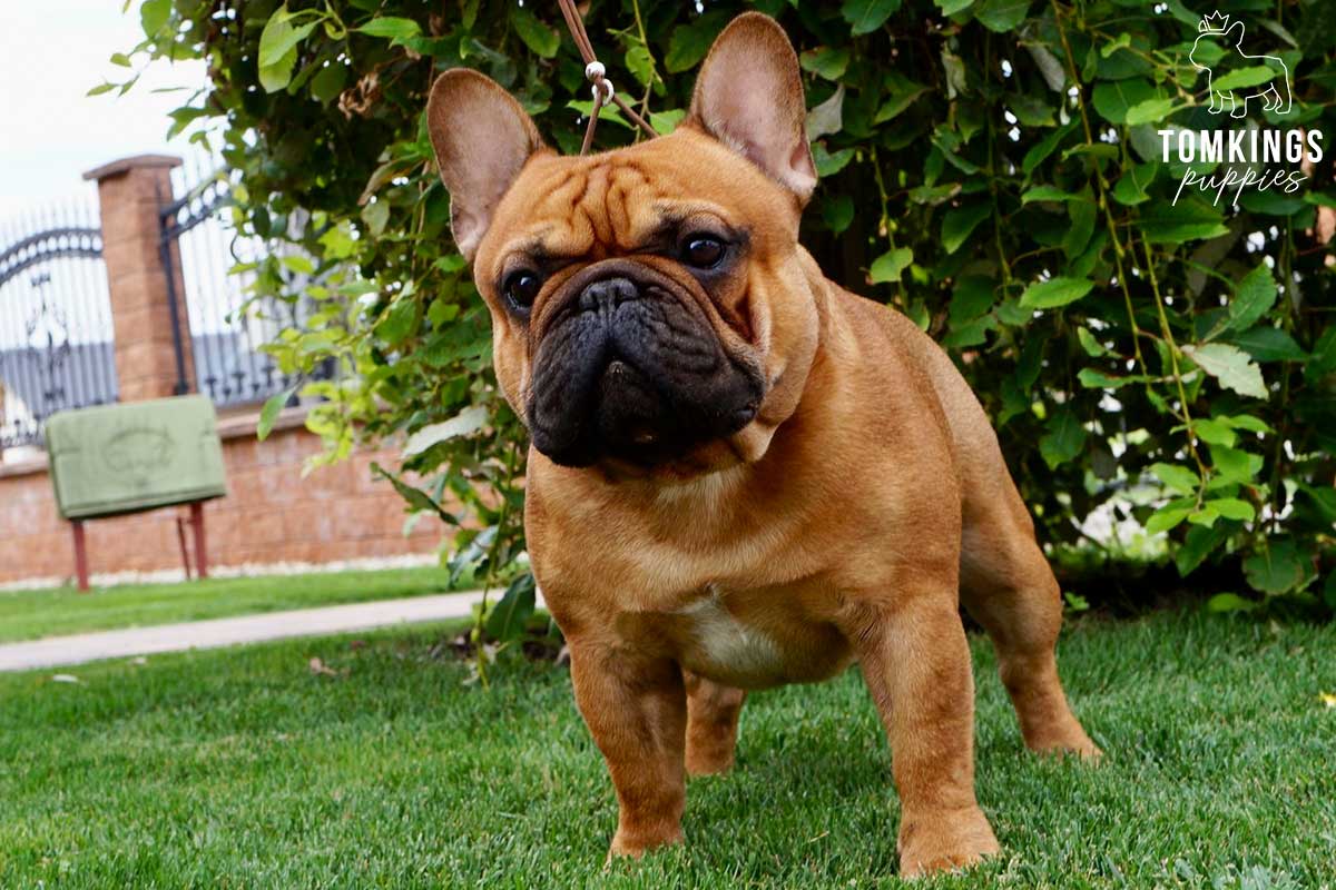 French Bulldog Stud Fee