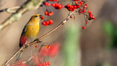 when to prune red robin