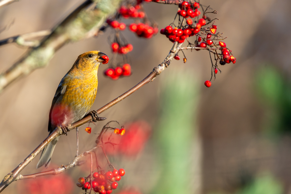 when to prune red robin