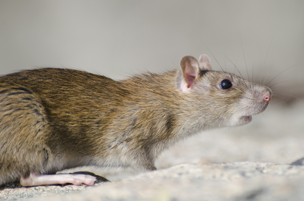 rats in loft