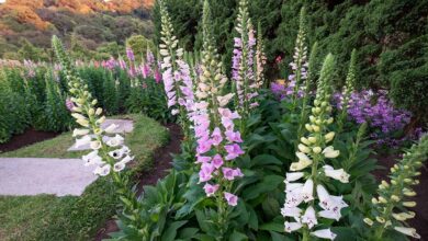 Foxgloves Plants