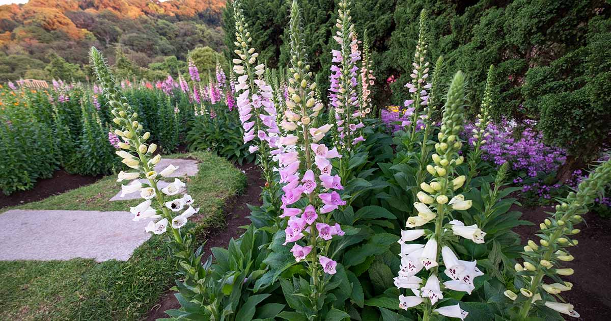 Foxgloves Plants