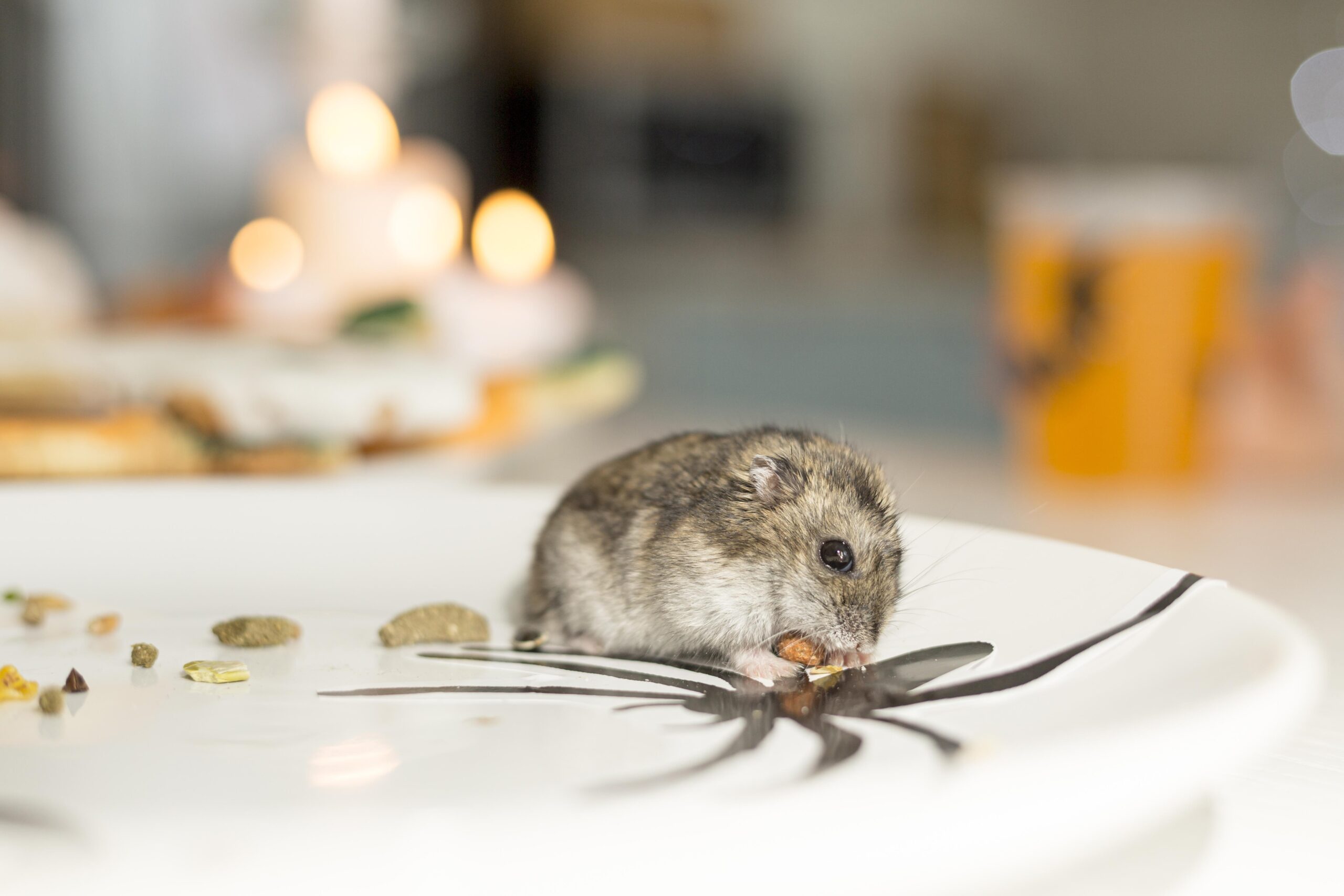 how to get rid of rats in loft