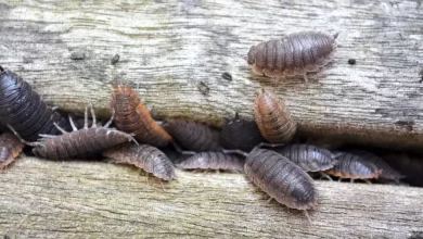 How to Get Rid of Woodlice