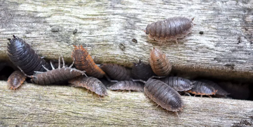 How to Get Rid of Woodlice